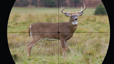 Where To Shoot A Deer With Gun Or Bow Field Stream