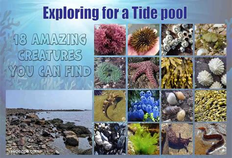Exploring A Tide Pool Amazing Creatures You Can Find Rs Science