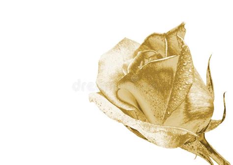 Gold Rose Stock Image Image Of Close Jewelry Abstraction 96037645