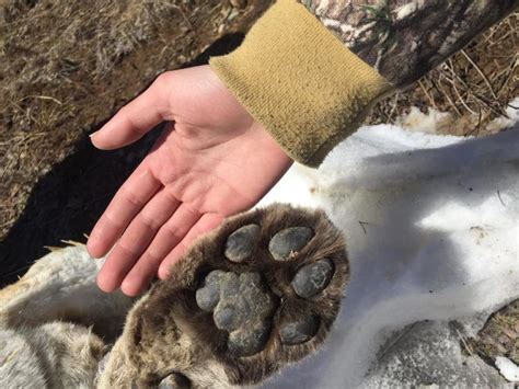 Cougar Carcass Found Frozen In The Snow In Northwestern Ontario