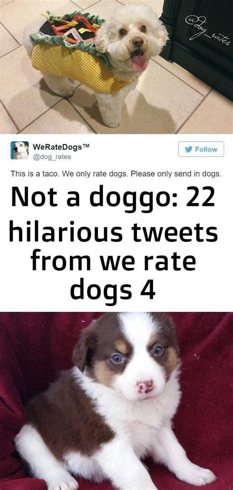 Not A Doggo 22 Hilarious Tweets From We Rate Dogs 4 We Rate Dogs
