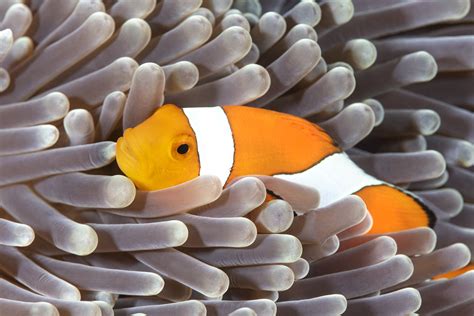 Clownfish — Heymrjim Podcasts For Kids