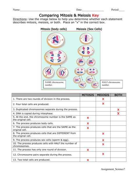 Meiosis is a type of cell division in sexually reproducing eukaryotes, resulting in four daughter cells (gametes), each of which has half the number of. Mitosis And Meiosis Worksheet Answer Key — excelguider.com