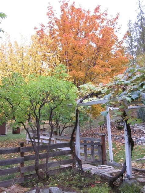 We did not find results for: Fall and the Grape Arbor | Grape arbor, Arbor, Outdoor