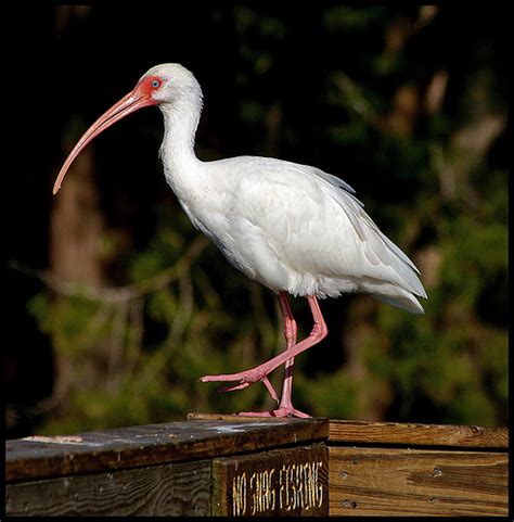 Intriguing Animals Whose Names Start with The Letter I