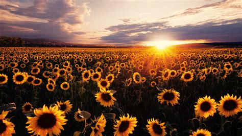 2560x1440 Sunflowers Field Sunrise 5k 1440p Resolution Hd 4k Wallpapers