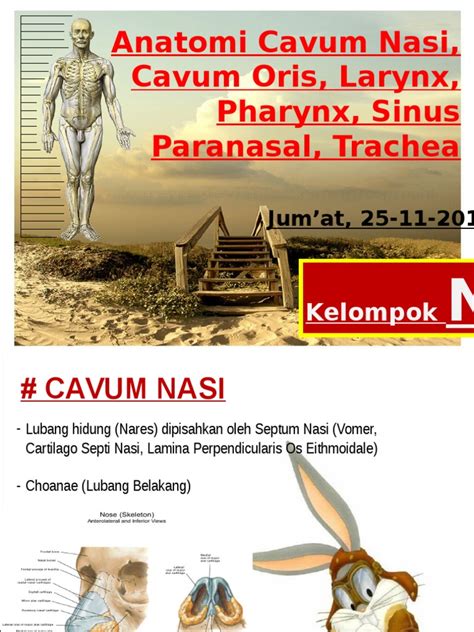 Pdf Anatomi Cavum Nasi Cavum Oris Larynx Pharynx Sinus
