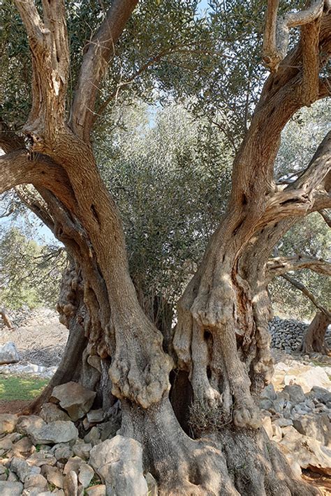 Oldest Olive Trees In The World Olive Gardens Of Lun