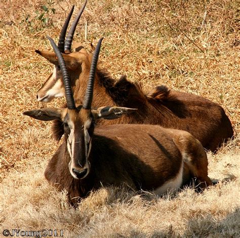 South African Photographs Sable Antelope Hippotragus Niger