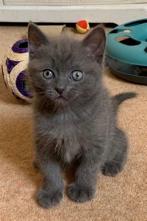 Sold Grey British Blue Cross Ragdollpersian Kitten In Ipswich