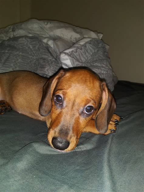 Looking for dachshund puppies for sale rochester ny? Dachshund Puppies For Sale | New York, NY #334257