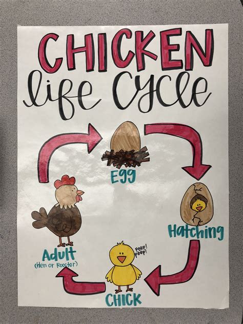 Life Cycle Of A Chicken Anchor Chart 1st Grade Math Crafts Bird Crafts