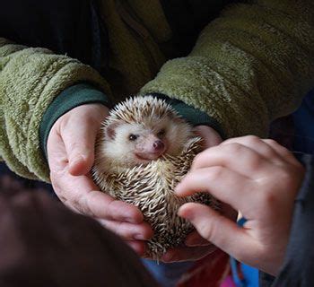A petting zoo offers a combination of domesticated animals and some wild species that are docile enough to touch and feed. North Georgia Zoo and Petting Farm | Pets, Mountain ...