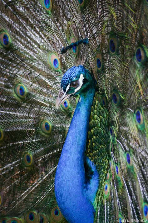 Male Peacock Will Burrard Lucas