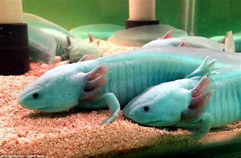 Axolotl can be found in five different colors including pink, cyan, brown, gold, and an extremely rare blue variant. Axolotl salamanders nearing extinction become new ...