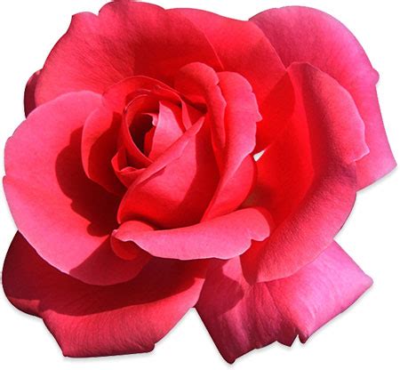 Fotojet, with a great number of flower clipart images, provides an easy way to beautify your designs to show it in a delicate style. Free Flower Clipart - Animations - Flower Gifs