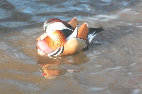 A Guide to Keeping Ducks as Pets | PetHelpful