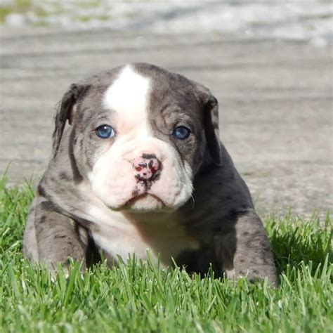 Alapaha Blue Blood Bulldog The Excellent Guard Dog Breed ⋆ American