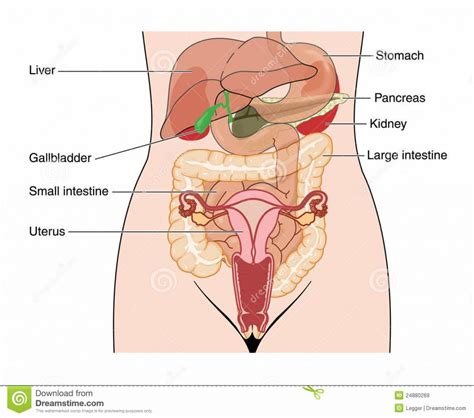 Name for abdominal pain is the abdomen and definition. Inside Female Human Body - koibana.info | Anatomy organs ...