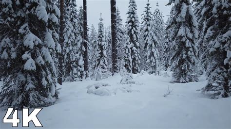 Winter Forest Walking In Snow In Finland Youtube