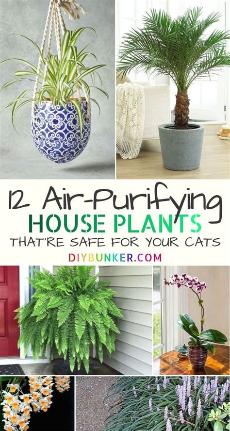 Here is an exclusive list of 19 low light indoor plants safe for cats are you a houseplant enthusiast looking forward to having safe plants for pets? 12 Common Houseplants Safe for Cats That Filter Your Air ...