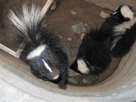 Madison Wildlife Control Do Skunks Mate For Life