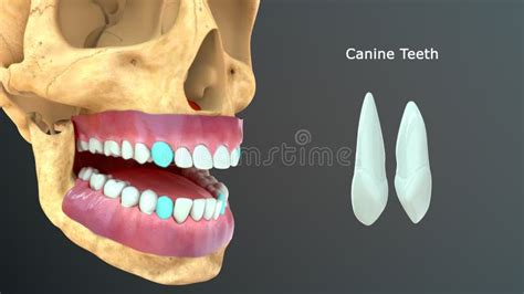 Human Tooth Canine Teeth Stock Illustration Illustration Of Canines