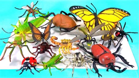 Most of these insect theme preschool activities activities are designed for kids ages 3 through 5 kids love to get eye level with new creatures and explore their worlds. Insects Names for Kids Learn Colors Bugs Toy Videos For ...
