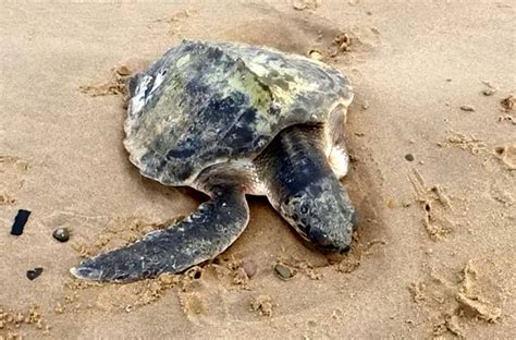 Worlds Rarest Sea Turtle Washes Up On Wales Beach 5200 Miles From Home The Independent