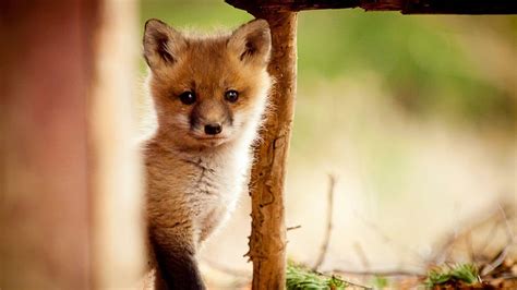 What Animals Eat Foxes 13 Animals You Should Meet