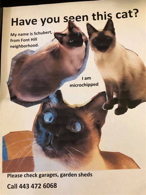 Missing cat/lost pet printable flyer & poster templates this printable 'missing cat' flyer and poster template is yours to keep forever to use and update the information whenever/if ever it is needed. Another lost pet - Siamese cat named Schubert from Font ...