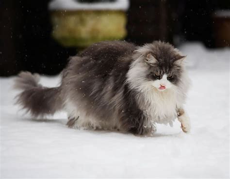 20 Of The Fluffiest Cats In The World Bored Panda