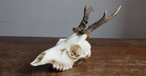 Deer Skull Anatomy Learn The Parts Of A Deer Skull World Deer