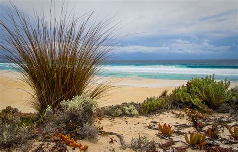 Wallpaper Sea Grass Beach Sand Images For Desktop Section пейзажи