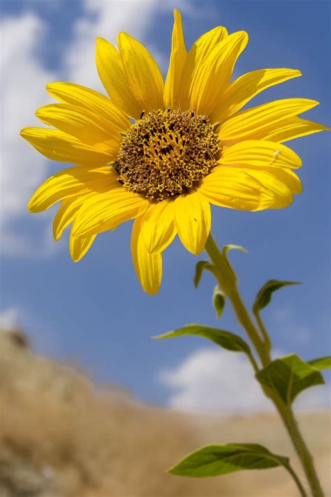 Sunflower Color Wallpapers Wallpaper Cave