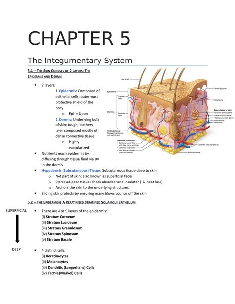 Chapter 5 Integumentary System Chapter 5 The Integumentary System 5