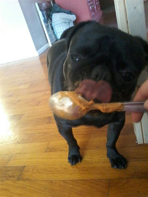 My Dog Eating Peanut Butter Dogs Pugs Animals