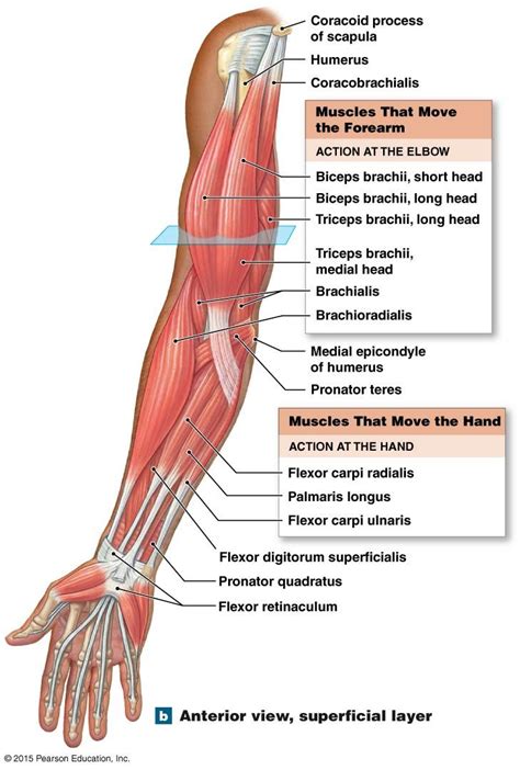 Anterior View Superficial Layer Of The Muscles That Move The Forearm And Hand Human Body
