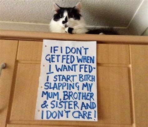 Cat Shaming Part 2 40 Pics