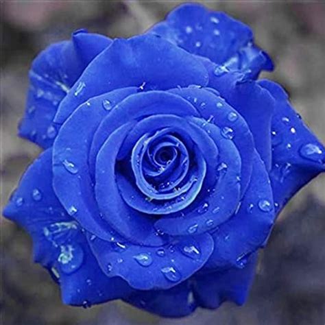 Qauzuy Garden 20 Rare Blue Rose Seeds Rosa Bush Shrub