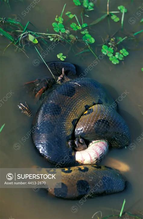 Green Anaconda Suffocating A Common Caiman In Llanos Superstock