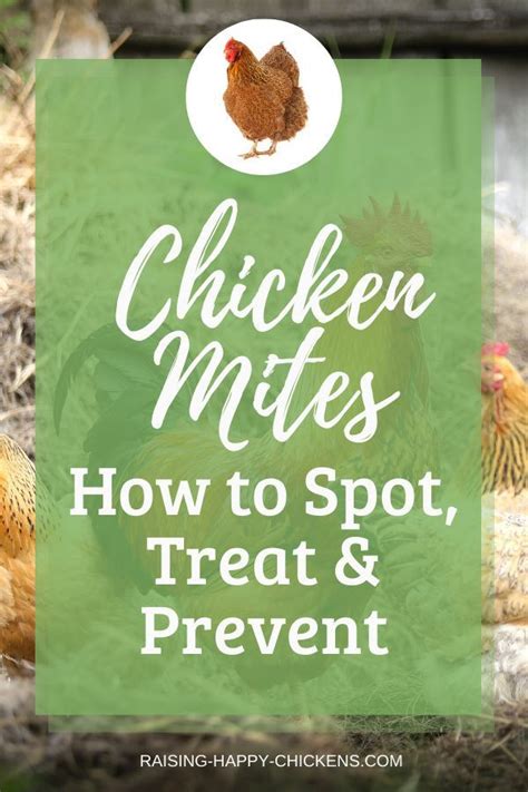 Chicken Mites How To Spot Treat And Prevent Them Chickens Backyard