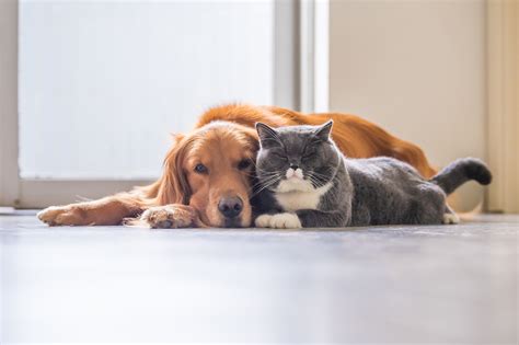 5 Things Cat And Dog Owners Have In Common Better Homes