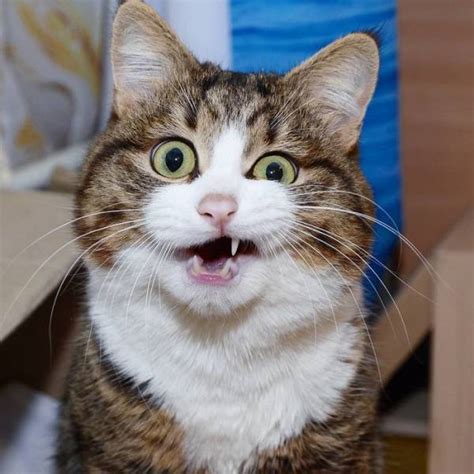 This Cat Is Taking Over The Internet With His Hilarious Facial