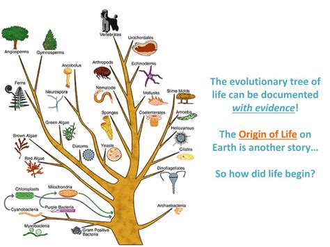 Phylogenetic Tree Of Life Wallpaper