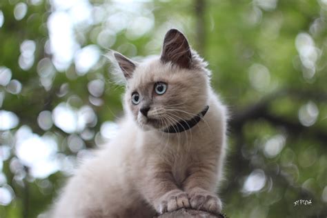 Cat Kitten Siamese Bokeh Wallpapers Hd Desktop And Mobile Backgrounds