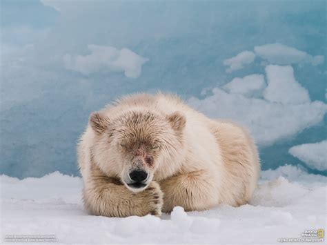 Polar Bears Animals Snow National Geographic Wallpapers Hd Desktop