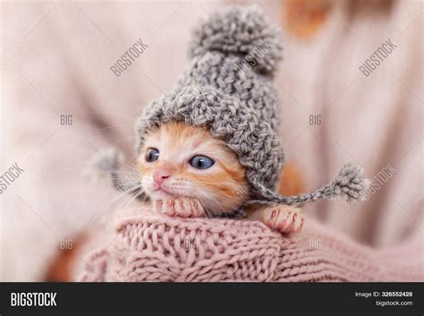mỘt sỐ giỐng mÈo gỶ ginger cute ginger cats cute thích hợp với gia đình và trẻ em