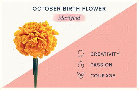 Birthday Flowers The Complete Guide Of Birth Month Flowers October