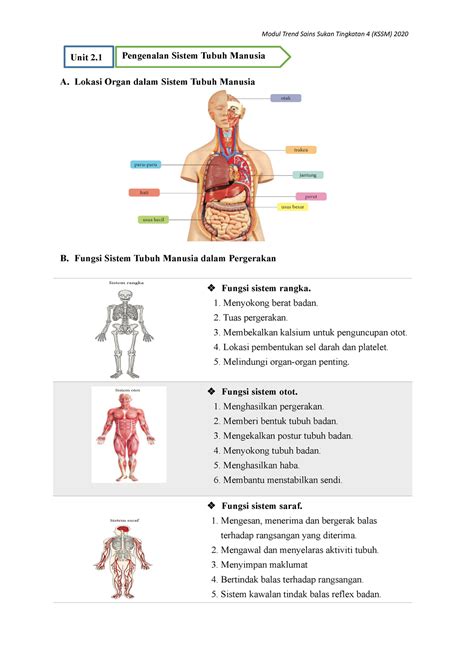 21 Pengenalan Sistem Tubuh Manusia A Lokasi Organ Dalam Sistem